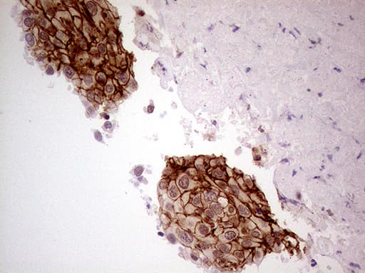 Monoclonal Mouse anti-Human GNAS Antibody (clone OTI7A4, IHC, WB)
