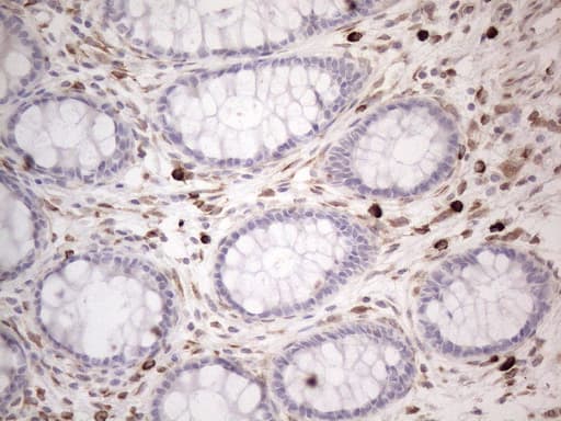 RBMS1 Antibody (clone OTI2H1)