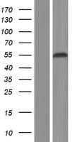 RBFOX1 / A2BP1 Protein (Over-Expression Lysate Myc-DDK (Flag))