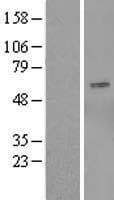 OSBPL9 Protein (Over-Expression Lysate Myc-DDK (Flag))