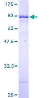Human POLK / DNA Polymerase Kappa Protein (Recombinant GST)