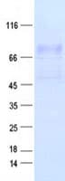 Human IDUA / MPS1 Protein (Recombinant Myc-DDK (Flag))