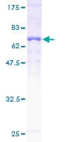 Human SUCLA2 Protein (Recombinant GST)