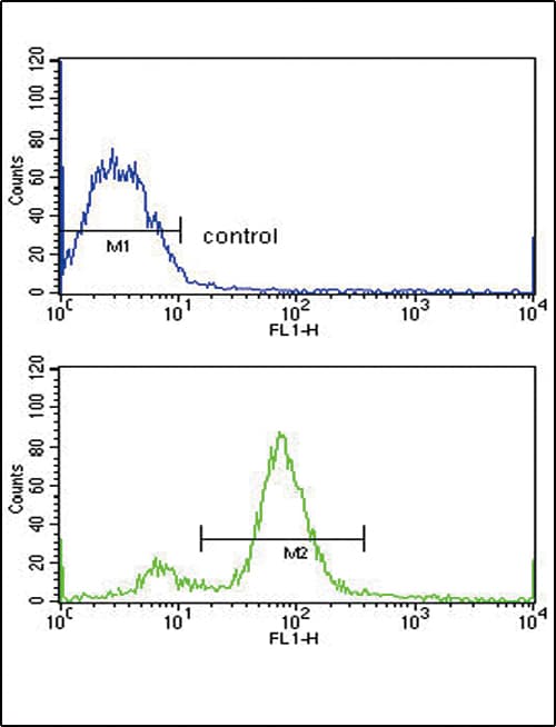 Polyclonal Rabbit anti-Human BMI1 / PCGF4 Antibody (IHC, IF, WB)