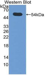 SIAE Antibody (aa22-244)