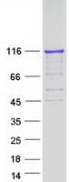 Human HDAC7 Protein (Recombinant Myc-DDK (Flag))