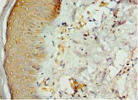 STK16 Antibody (aa1-305)