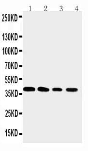 XRCC3 Antibody (aa290-305)