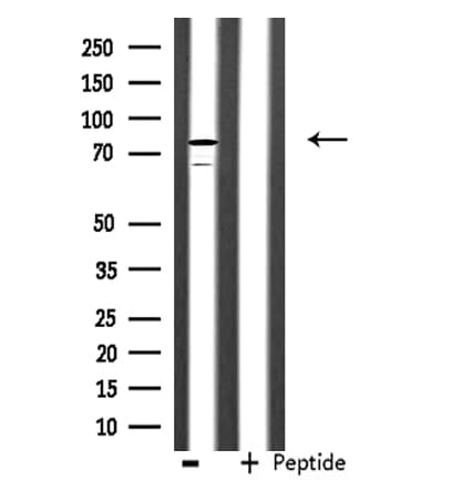 AKAP17A / 721P Antibody