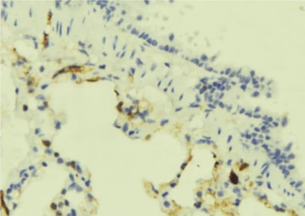 GPR183 / EBI2 Antibody