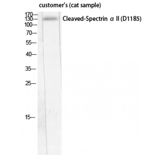 SPTAN1 / Alpha Fodrin Antibody (1110-1190 aa, Internal)