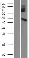 PPM1N Protein (Over-Expression Lysate Myc-DDK (Flag))