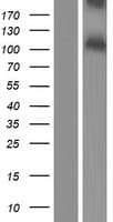 PACE4 / PCSK6 Protein (Over-Expression Lysate Myc-DDK (Flag))