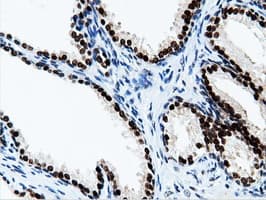 NT5DC1 Antibody (clone OTI1E11, Carrier-free)