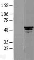 CDC20 Protein (Over-Expression Lysate Myc-DDK (Flag))