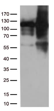 Monoclonal Mouse anti-Human TRIM28 / KAP1 Antibody (clone OTI7A4, Carrier-free, IHC, IF, WB)