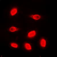 Histone H4 Antibody (N-Terminus)