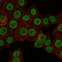 CRTC3 Antibody (clone 5G9)
