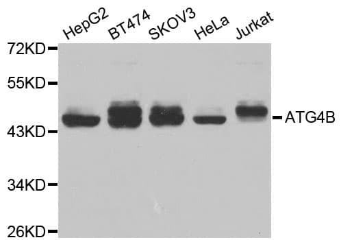 APG4B / ATG4B Antibody