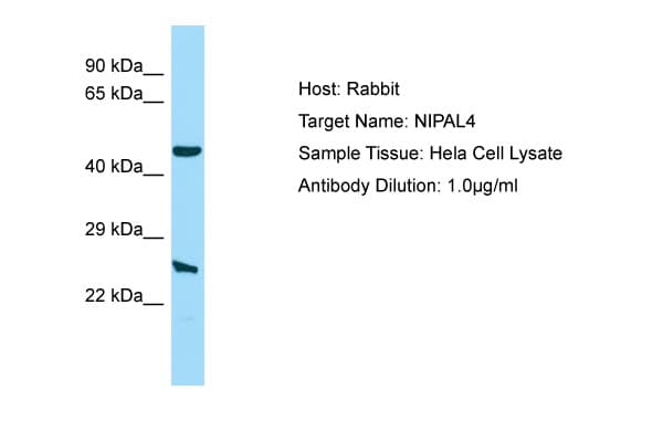 NIPAL4 Antibody (aa21-70)