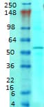 SLC1A1 / EAAT3 Antibody (clone S180-41)