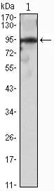 SNAI2 / SLUG Antibody (clone 2H5)