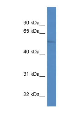 ZIC / ZIC1 Antibody (aa50-99)