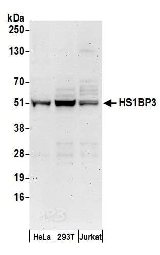 Polyclonal Rabbit anti-Human HS1BP3 Antibody (aa342-392, WB)