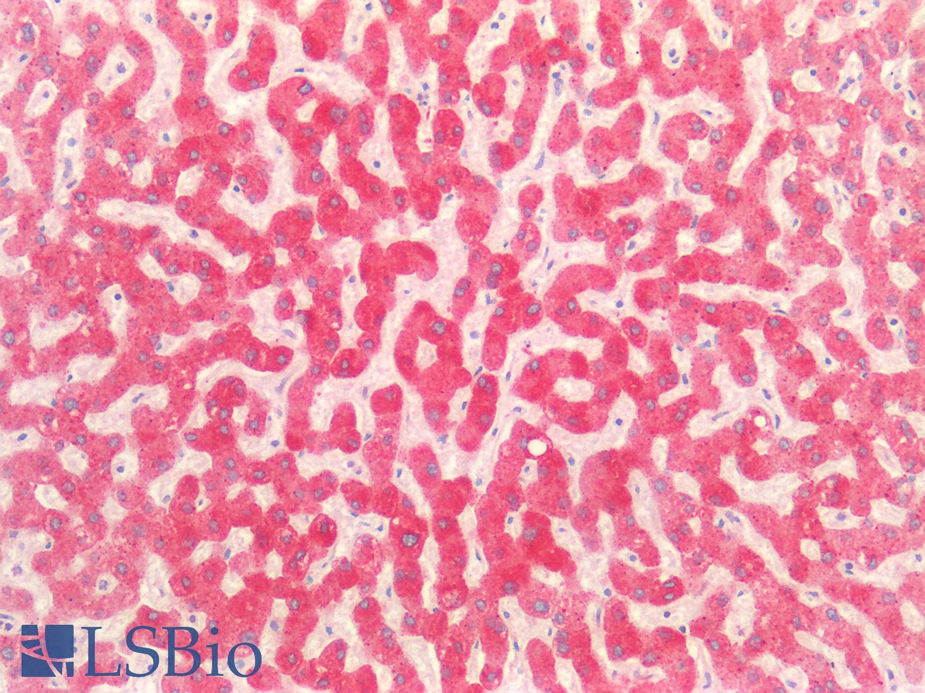 PathPlus™ SMAD3 Antibody