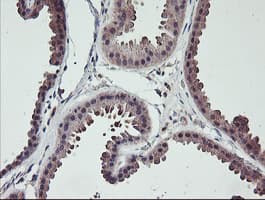 TMEFF2 Antibody (clone OTI1F9)