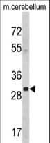 YWHAG / 14-3-3 Gamma Antibody (aa136-164)