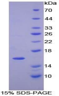 Mouse PDGF-AA Protein (Recombinant His-T7)