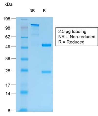 EMA / MUC1 Antibody (clone MUC1/1887R, Azide-free, Carrier-free)