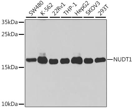 Polyclonal Rabbit anti-Human NUDT1 / MTH1 Antibody (IHC, WB)