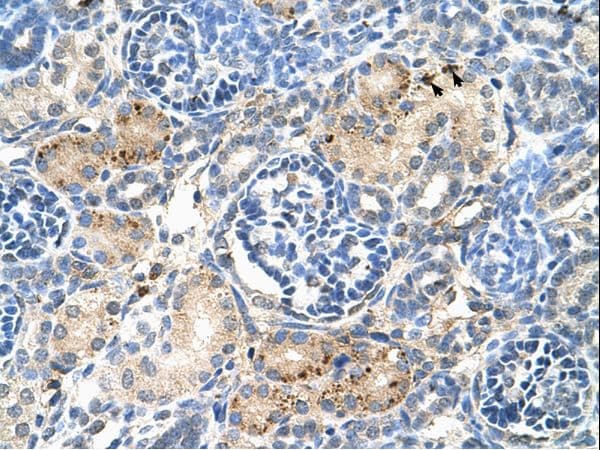 S1PR5 / EDG8 / S1P5 Antibody (N-Terminus)