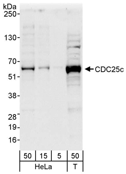 CDC25C Antibody (aa150-200)