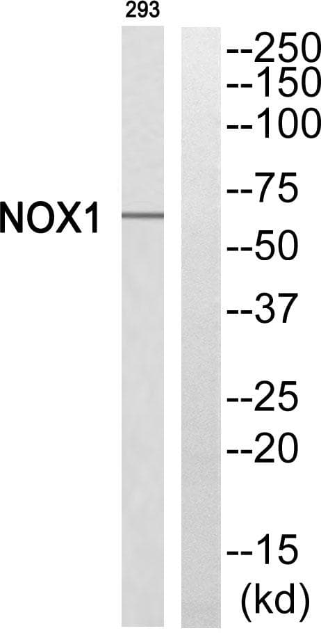 NOX1 Antibody