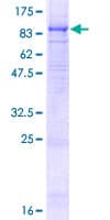 Human P2RX7 / P2X7 Protein (Recombinant GST)