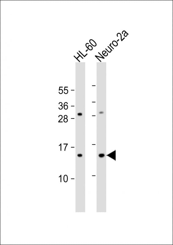 EIF1 Antibody