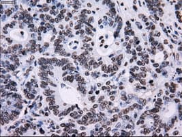 ID3 Antibody (clone OTI15E3)