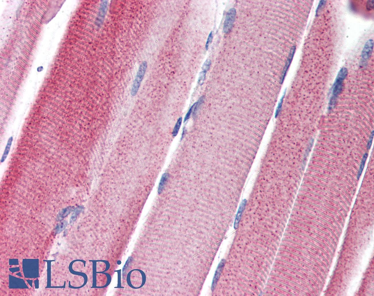 IHC-plus™ GPAM Antibody