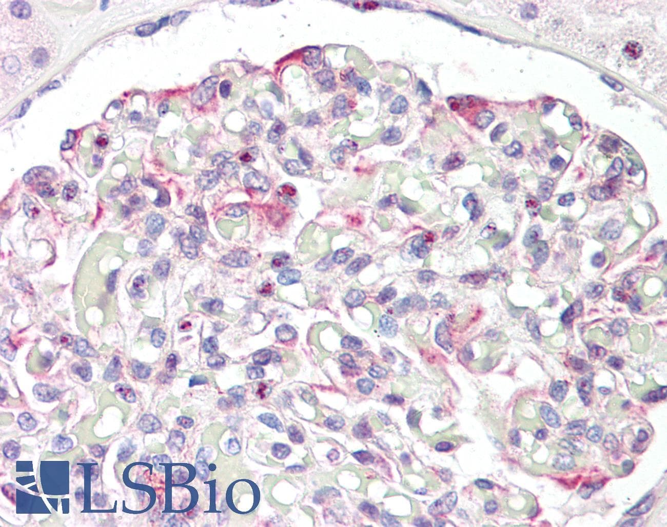 IHC-plus™ LMX1B Antibody