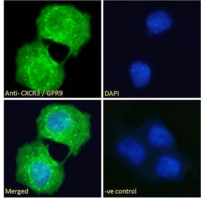 Polyclonal Goat anti-Human CXCR3 Antibody (aa399-410, IF)