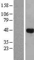 LHX3 Protein (Over-Expression Lysate Myc-DDK (Flag))