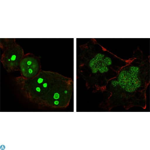 NPM1 / NPM / Nucleophosmin Antibody
