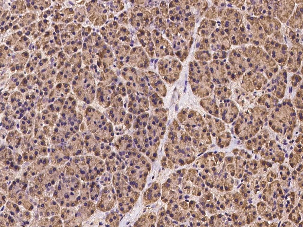 OS9 Antibody