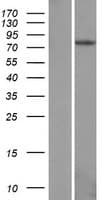 EPB41L4A Protein (Over-Expression Lysate Myc-DDK (Flag))