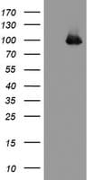 PECAM-1 / CD31 Antibody (clone OTI3G4)