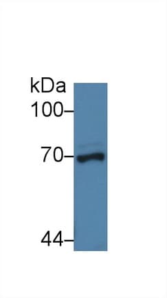 NUP62 Antibody (aa186-432, PE)