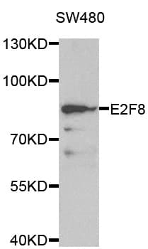 E2F8 Antibody